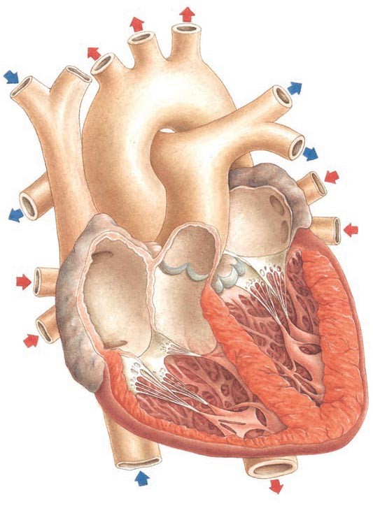 The heart, with parts cut away so we can see inside