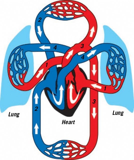 Diagram of blood circulation