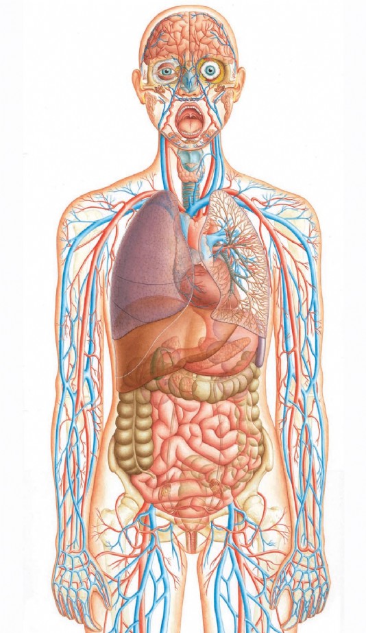 Human body - Q-files - Search • Read • Discover