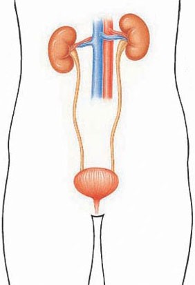 The urinary system