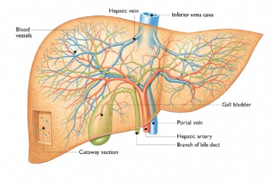 The liver, showing the blood vessels inside