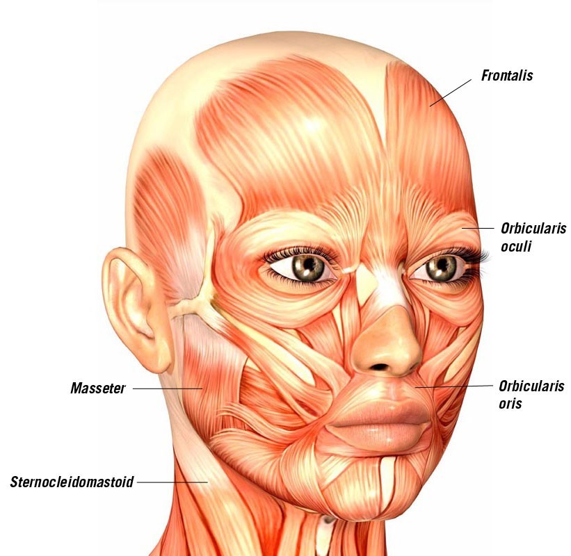 The muscles of the face