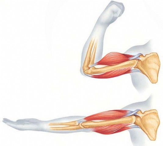Arm muscles working