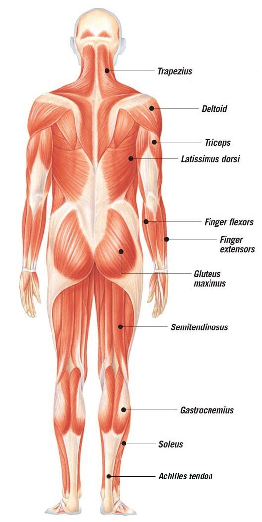 The muscles of the human body, seen from behind