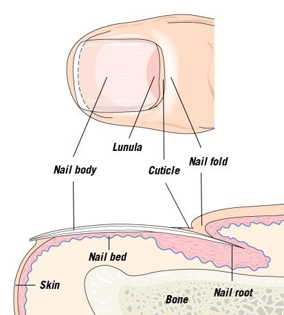 Cross-section through a nail