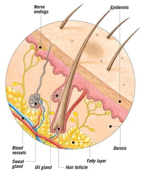 A cross-section through skin