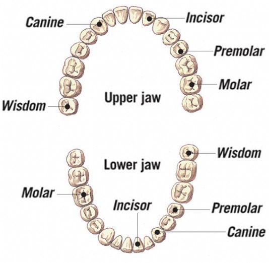 Teeth in upper and lower jaws