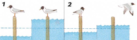 Spring and neap tides