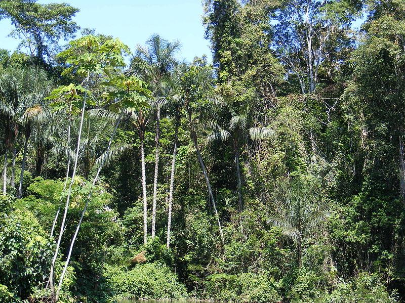 Amazon rainforest trees