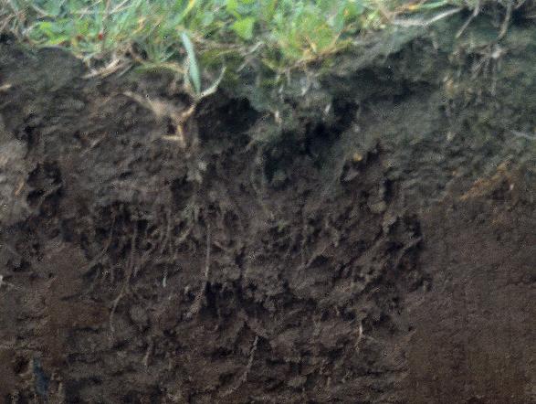 A fertile, black soil known in the Amazon as terra preta
