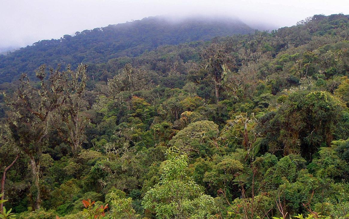 Rainforest in Bolivia