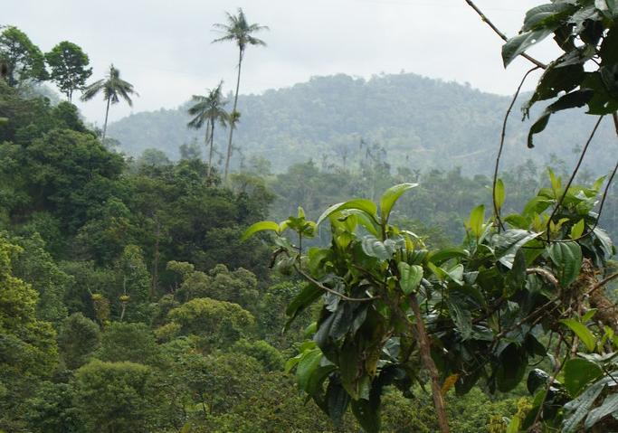 Cloud forests in the western Andes