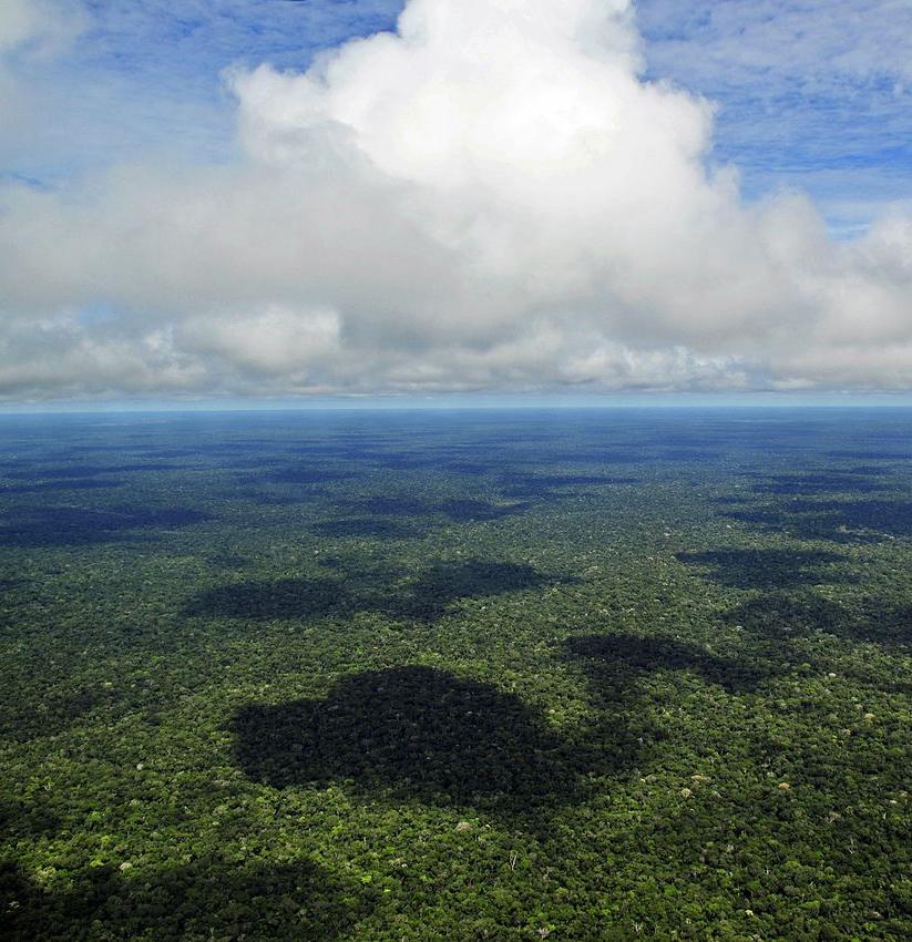 The Amazon rainforest is the largest carbon sink on Earth