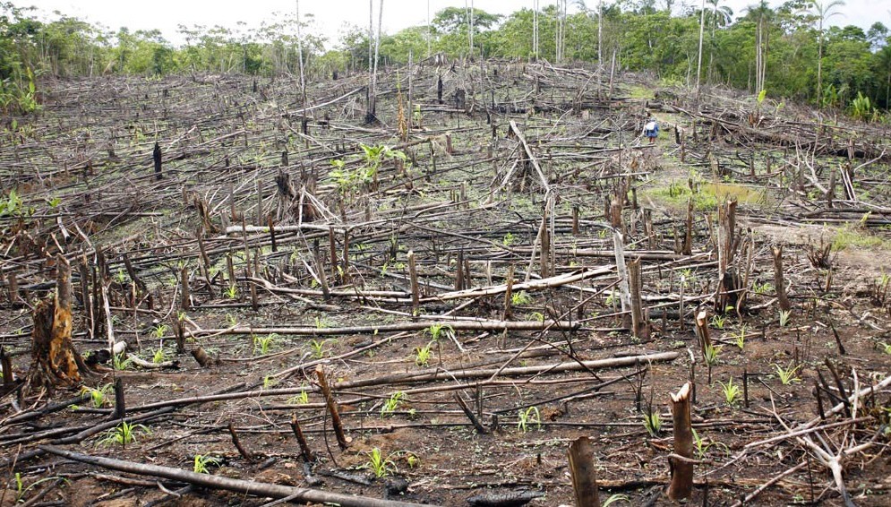 Slash and burn cultivation in the Peruvian Amazon