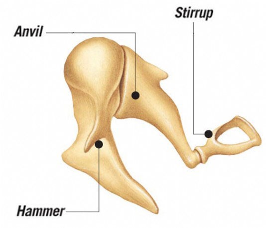 The ear bones