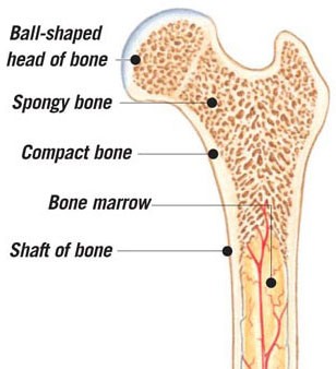 Interior structure of bone