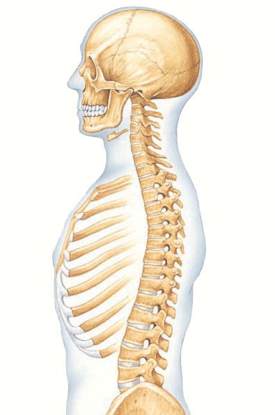 A side view of the backbone, or spinal column
