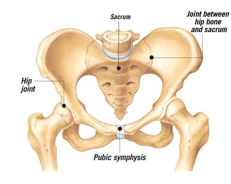 The pelvis and joints