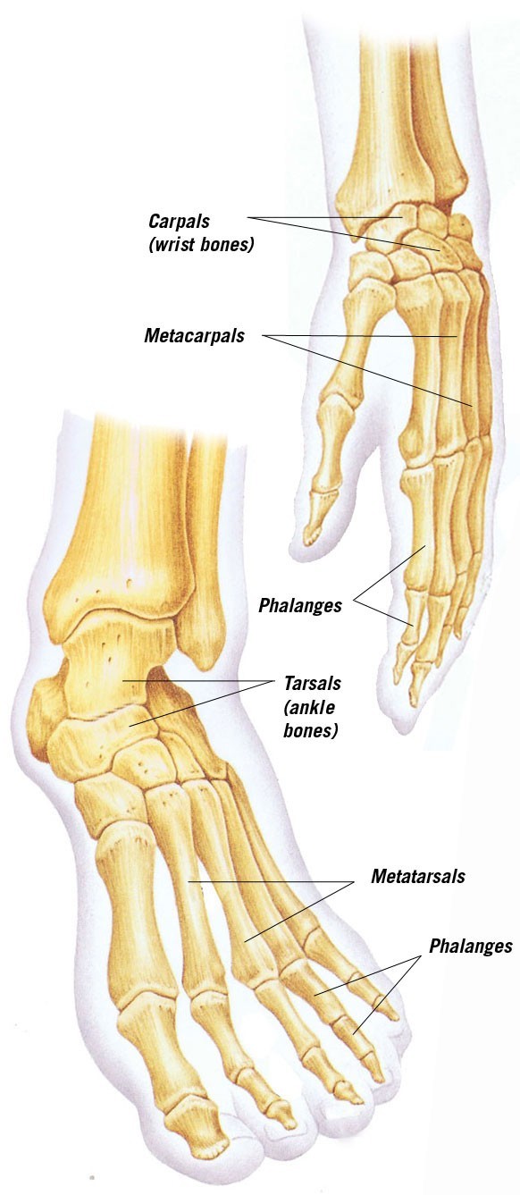The bones in the hand and foot