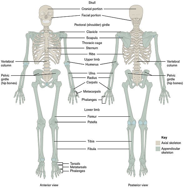 Bones of an adult skeleton