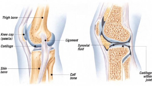 A knee joint