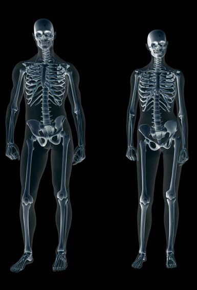 Male and female skeletons compared