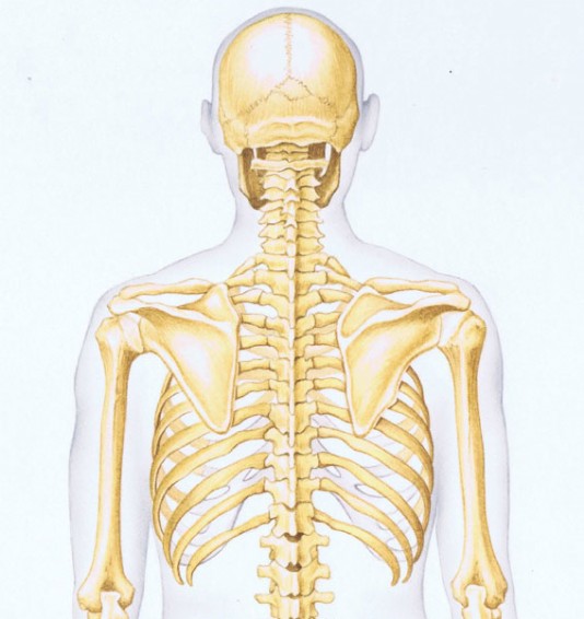 A rear view of the skeleton