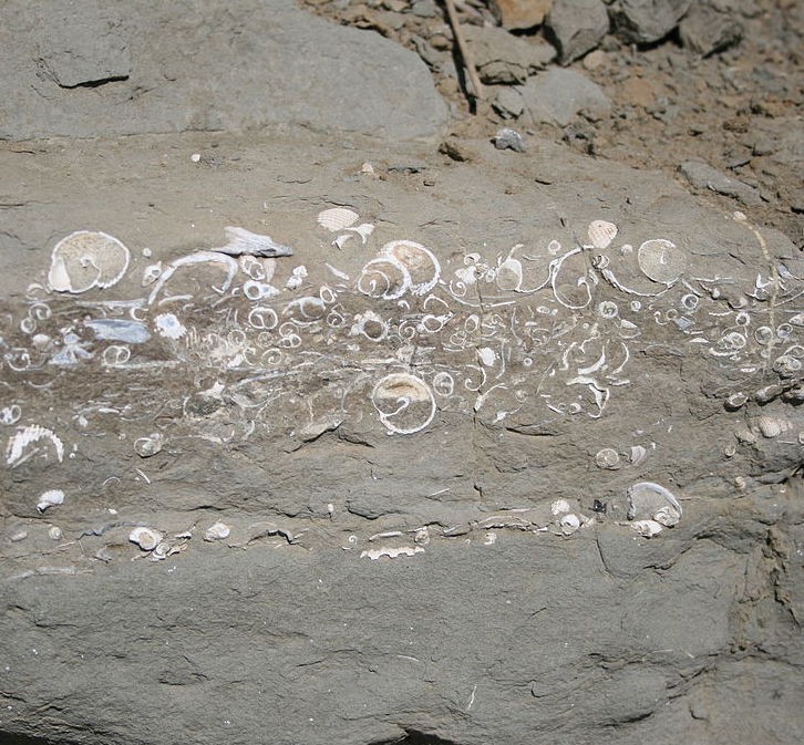 A fossil-rich rock layer