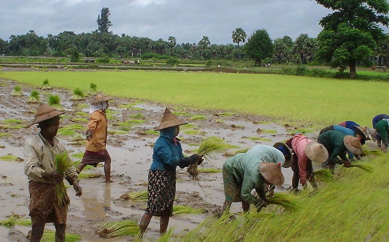 Rice cultivation