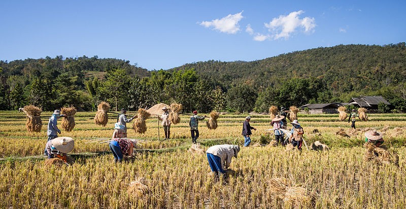 Rice farmers, Chiang Mai province