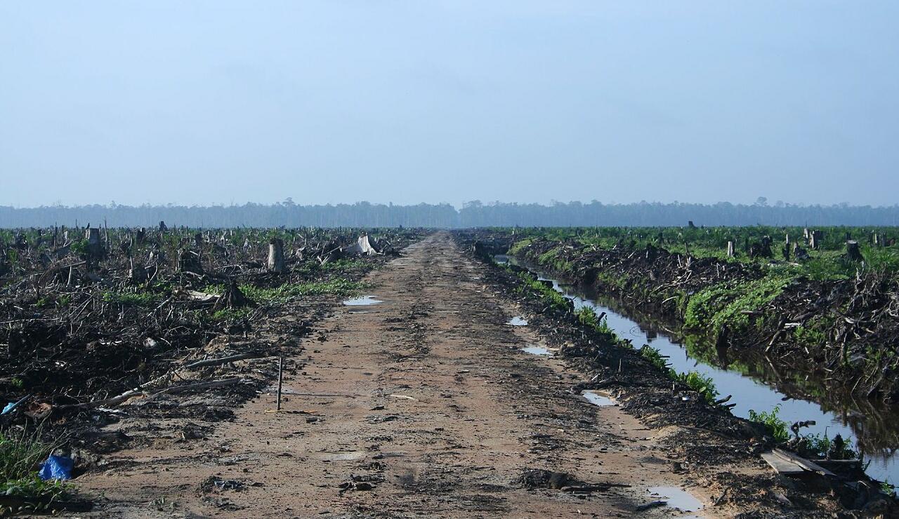 Deforestation in Riau, Sumatra, for palm oil production