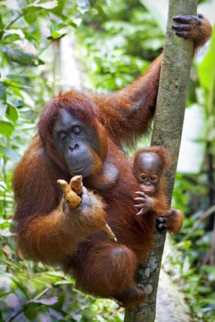 Orang-utans
