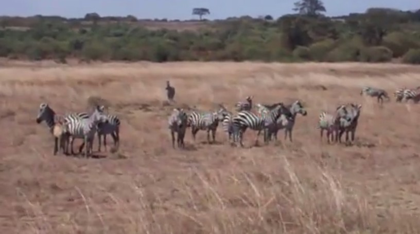 Welcome to Kenya