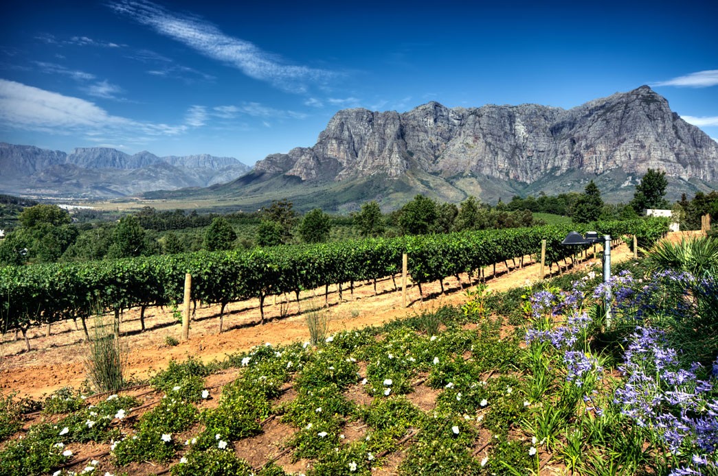 Vineyards of the Stellenbosch district