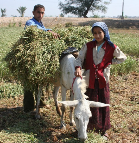 Young Egyptians harvesting crops