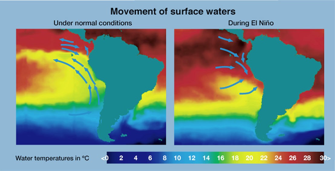 The El Niño effect