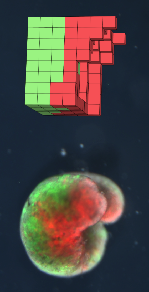 Top, the computerized design; above, xenobot built from cells