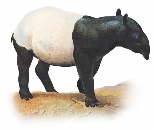 Malayan tapir