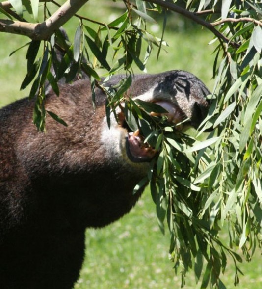 Mountain tapir feeding
