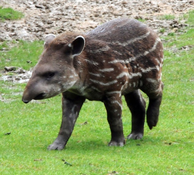 A baby Brazilian tapir