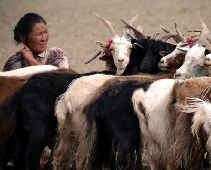 A nomadic woman milking her goats
