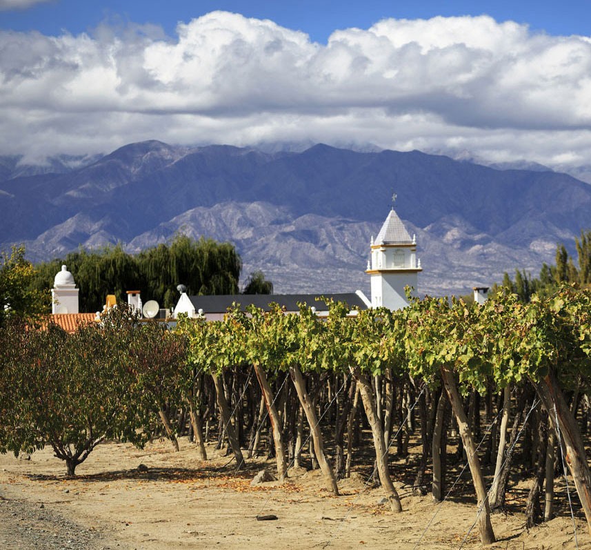 Vineyards in Cafayate