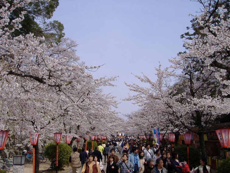 Tsuyama Cherry Blossom Festival.