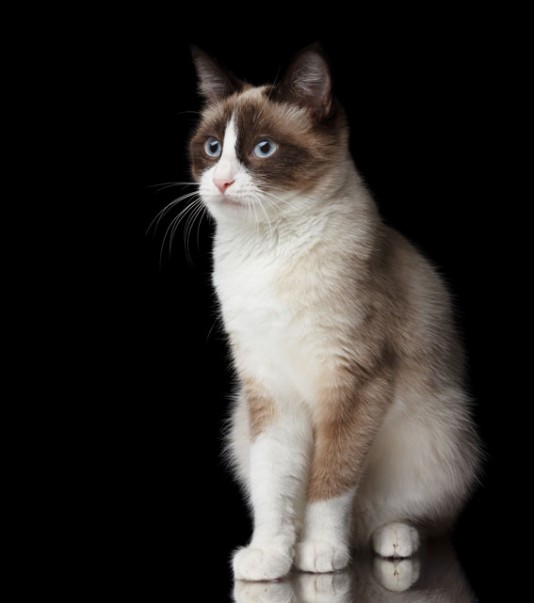 A Snowshoe cat