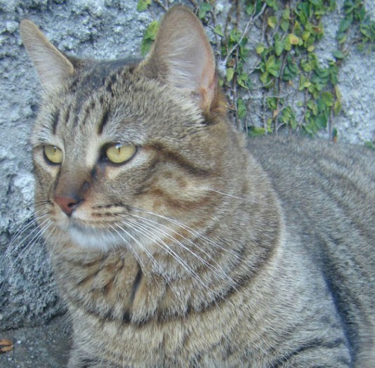 A Pixie-bob cat