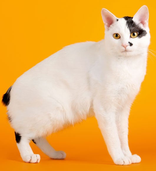 A Japanese Bobtail