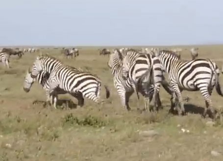 Wildebeest and zebra migration, Serengeti
