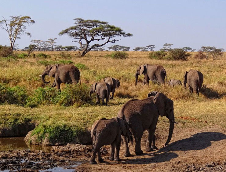 Elephants in the Serengeti