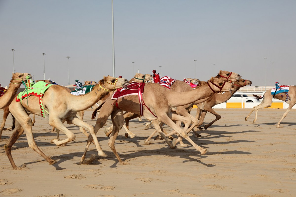 Camel racing—with robot riders