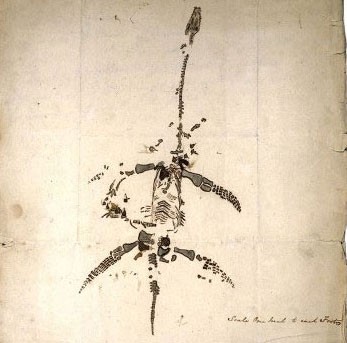 Letter and drawing made by Mary of a Plesiosaurus